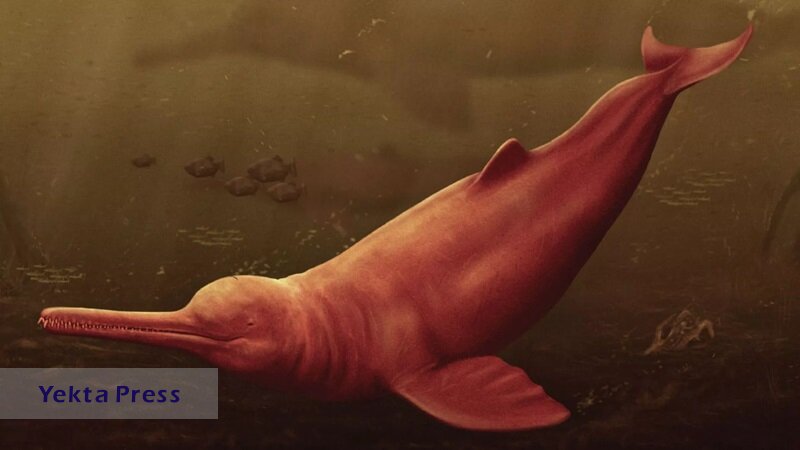 بزرگ‌ترین دلفین رودخانه‌ای پیدا شد