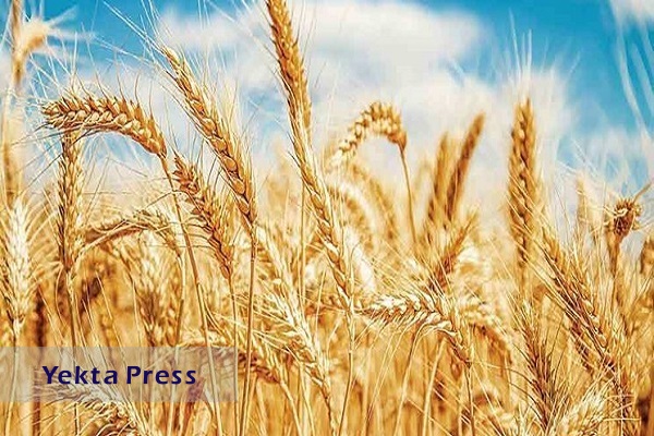 چه مساحتی از اراضی کشاورزی به گندم اختصاص دارد؟
